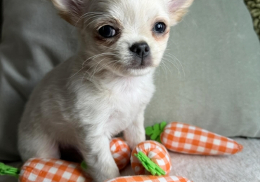 CREAM WHITE CHIHUAHUA PUPPY