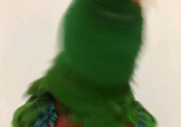 Eclectus