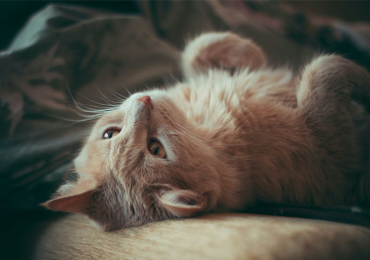 How to Help Your Puppy Learn Its Name