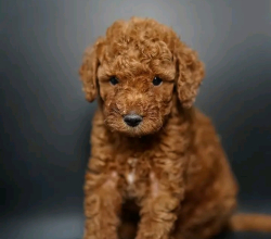 Poodle puppies