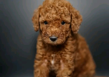 Poodle puppies