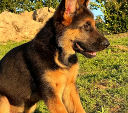 German shepherd