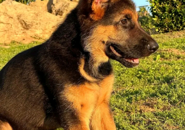 German shepherd