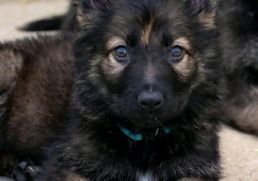 German shepherd