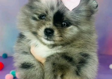 Pomeranian puppy