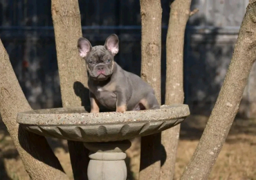 French bulldog