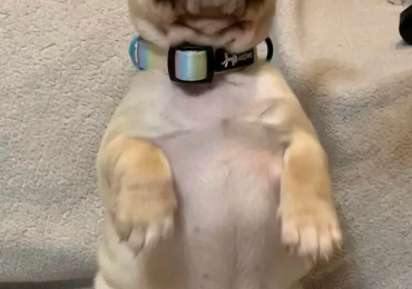 French bulldog