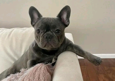 French bulldog