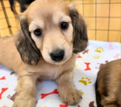 Dachshund puppy