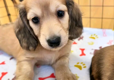 Dachshund puppy