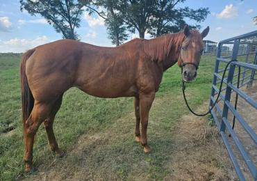 Americain Quarter Horse