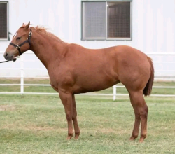 Américan Quarter Horse