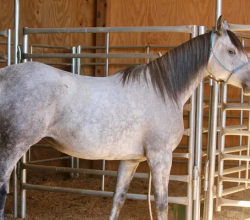 Arabian Horse