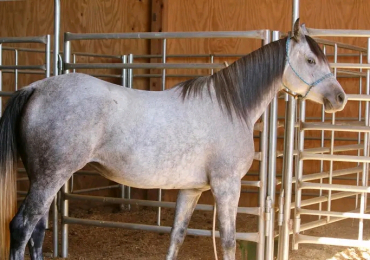 Arabian Horse