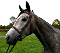 Gray-White Thoroughbred