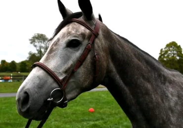 Gray-White Thoroughbred