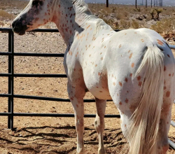 Appaloosa