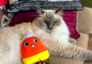 Ragdoll cat