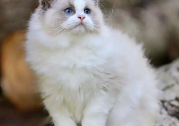 Ragdoll cat