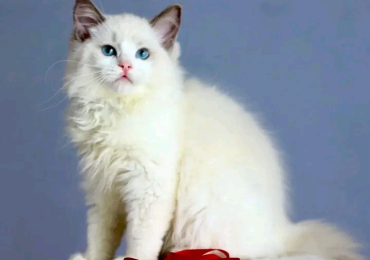 Ragdoll cat
