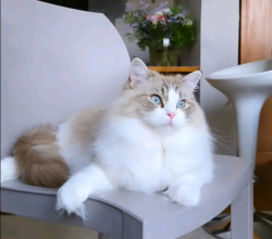 Brown Ragdoll cat