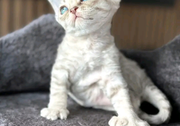 Devon Rex