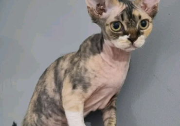 Devon Rex