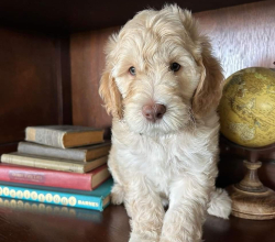 Golden doddle