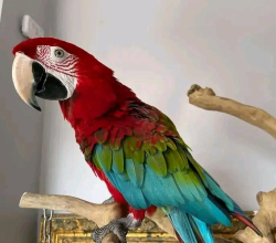 Scarlet Macaw