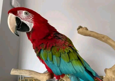 Scarlet Macaw