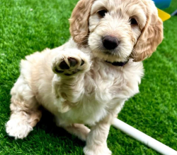 Golden doddle