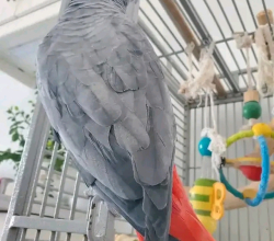 African Grey.