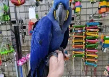 Hyacinth Macaw