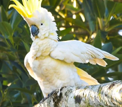 Sulphur Crested Cockatoo