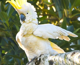 Sulphur Crested Cockatoo