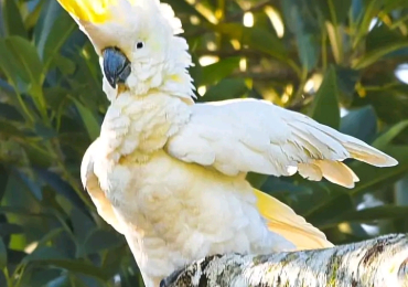 Sulphur Crested Cockatoo