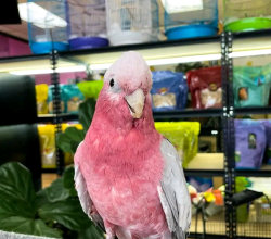 galah cockatoo
