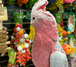 galah cockatoo