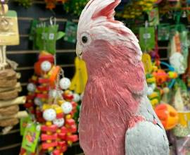 galah cockatoo