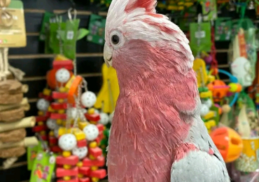 galah cockatoo