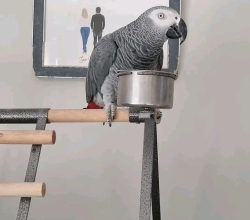 African Grey.