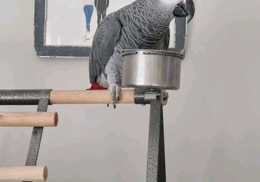 African Grey.