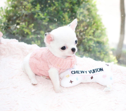 White chihuahua puppy