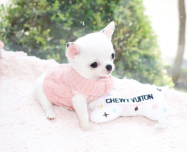 White chihuahua puppy