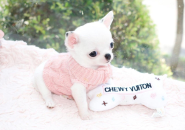 White chihuahua puppy