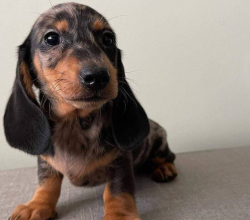 Adorable female Dapple Dachshund puppy