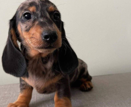 Adorable female Dapple Dachshund puppy