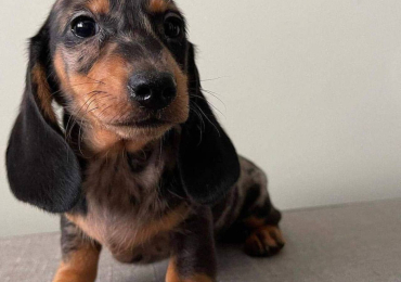 Adorable female Dapple Dachshund puppy