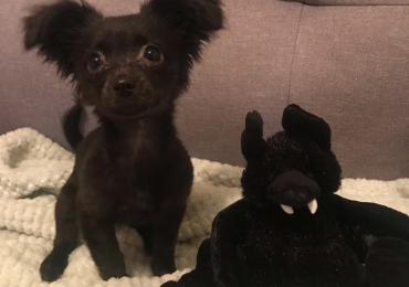 FEMALE CHIHUAHUA 11 WEEKS OLD