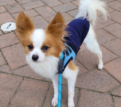 MEET BADGER THE 4 MONTHS OLD PAPILLON